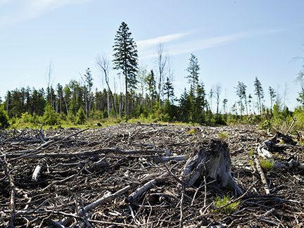 Canada-boreal-forest-clearcut-credit-NRDC